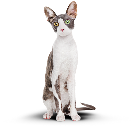 стал худой, подтянутый кот Борис с разноцветными глазами